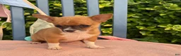 Chihuahua dogs for sale: Henry - Ad 4