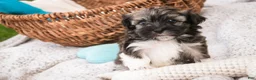 Havanese dogs for sale: Spunky - Ad 3