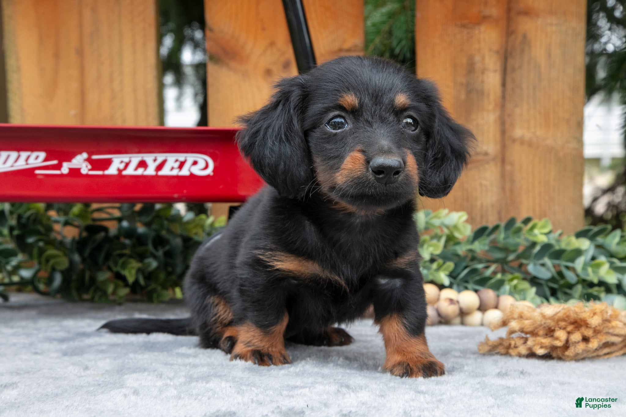 Miniature Dachshund dogs for sale: Minka - Ad 3