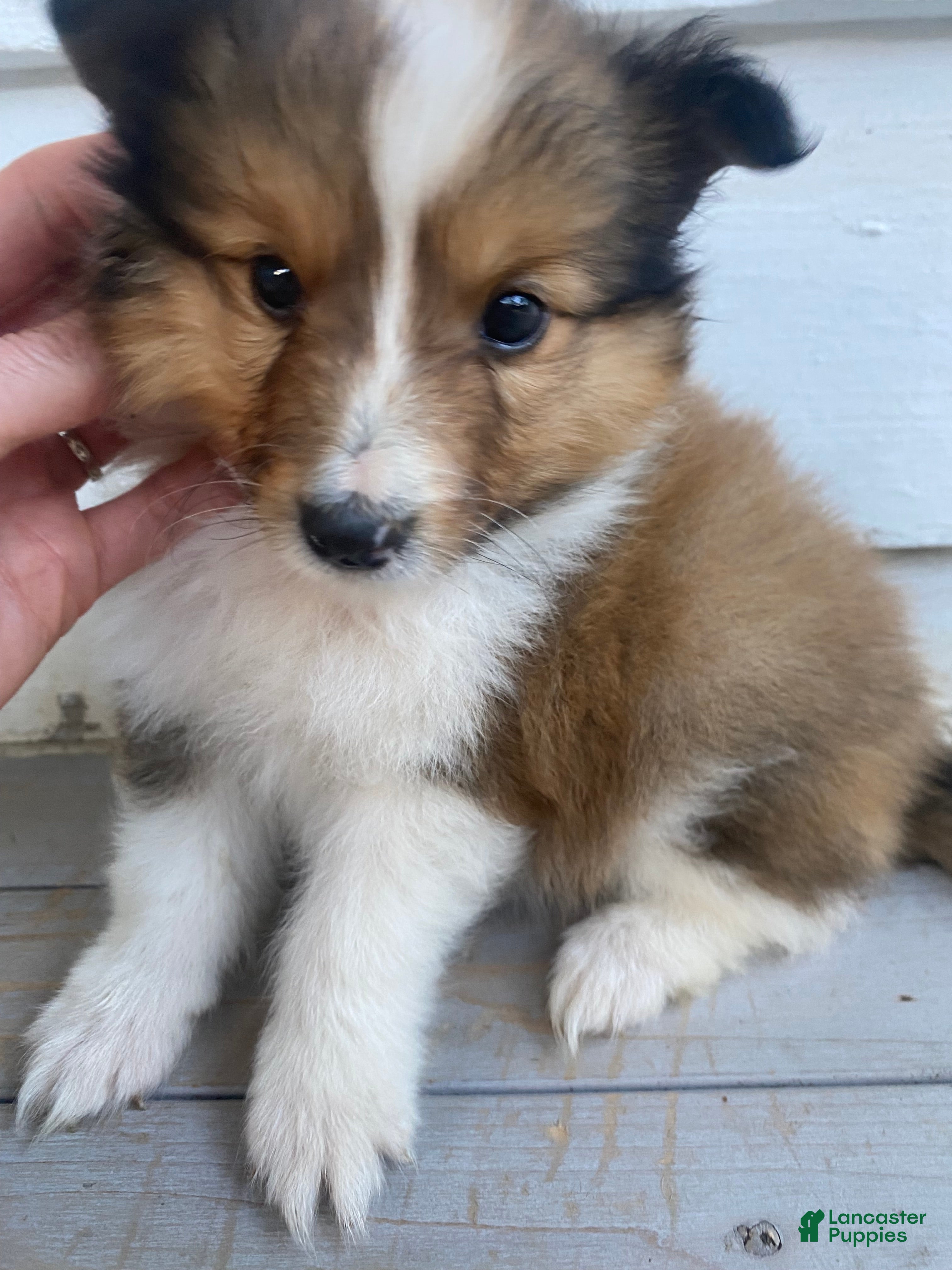 Shetland Sheepdog dogs Leif  - Ad 8