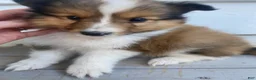Shetland Sheepdog dogs for sale: Leif  - Ad 3