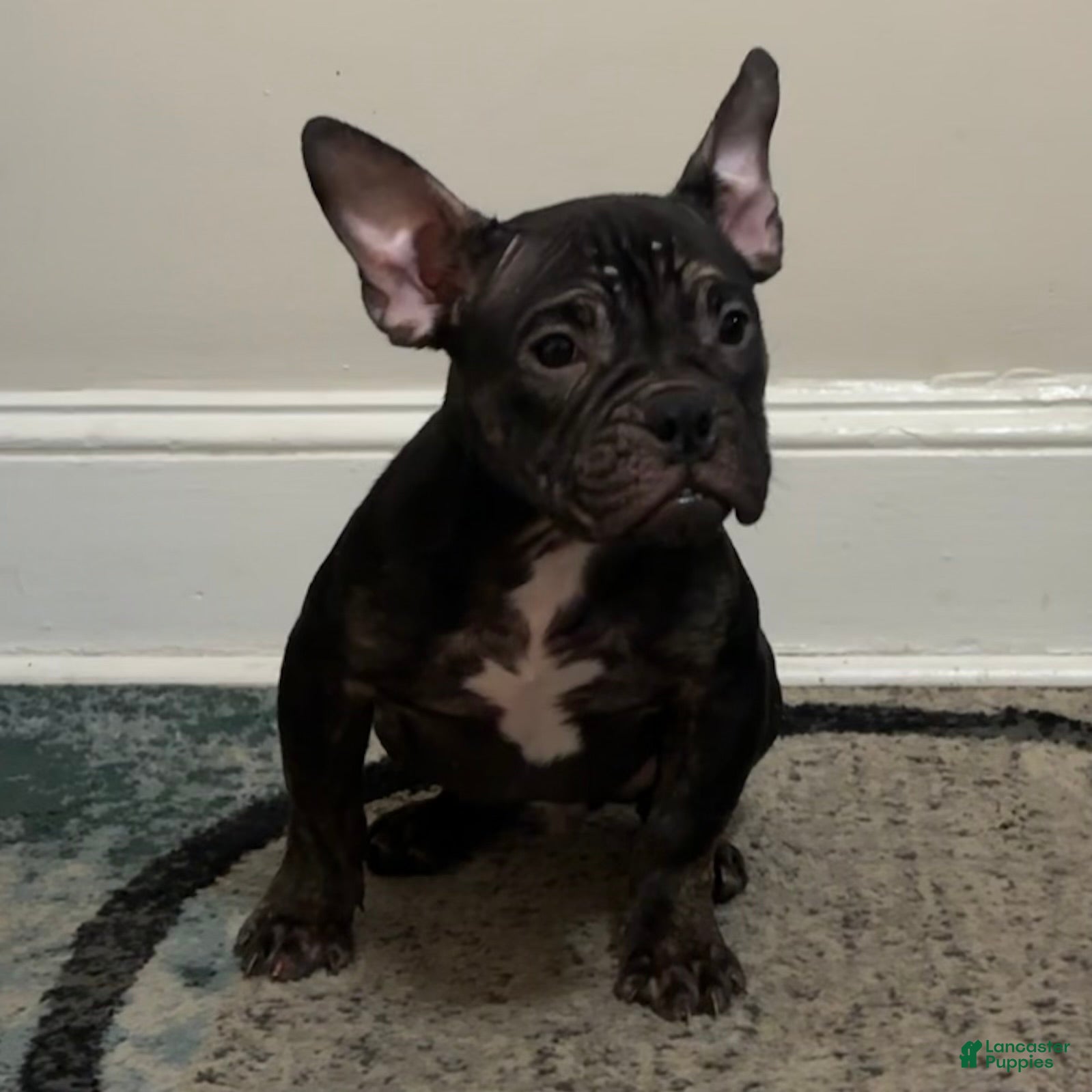 American Bully dogs American Bully Puppy 1 - Ad 34