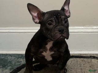 American Bully dogs American Bully Puppy 1 - Ad 10