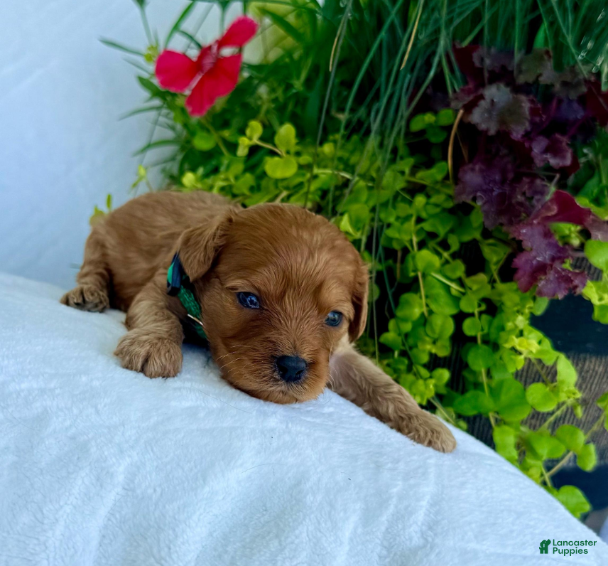 Cavapoo dogs Huck - Ad 2
