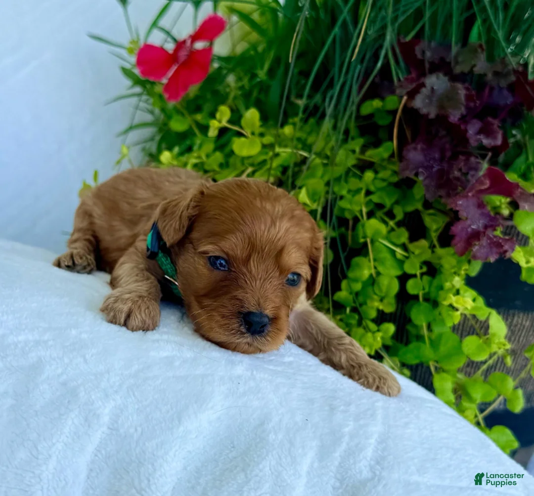 Cavapoo dogs for sale: Huck - Ad 2