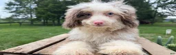 Mini Bernedoodle dogs for sale: Paris - Ad 3