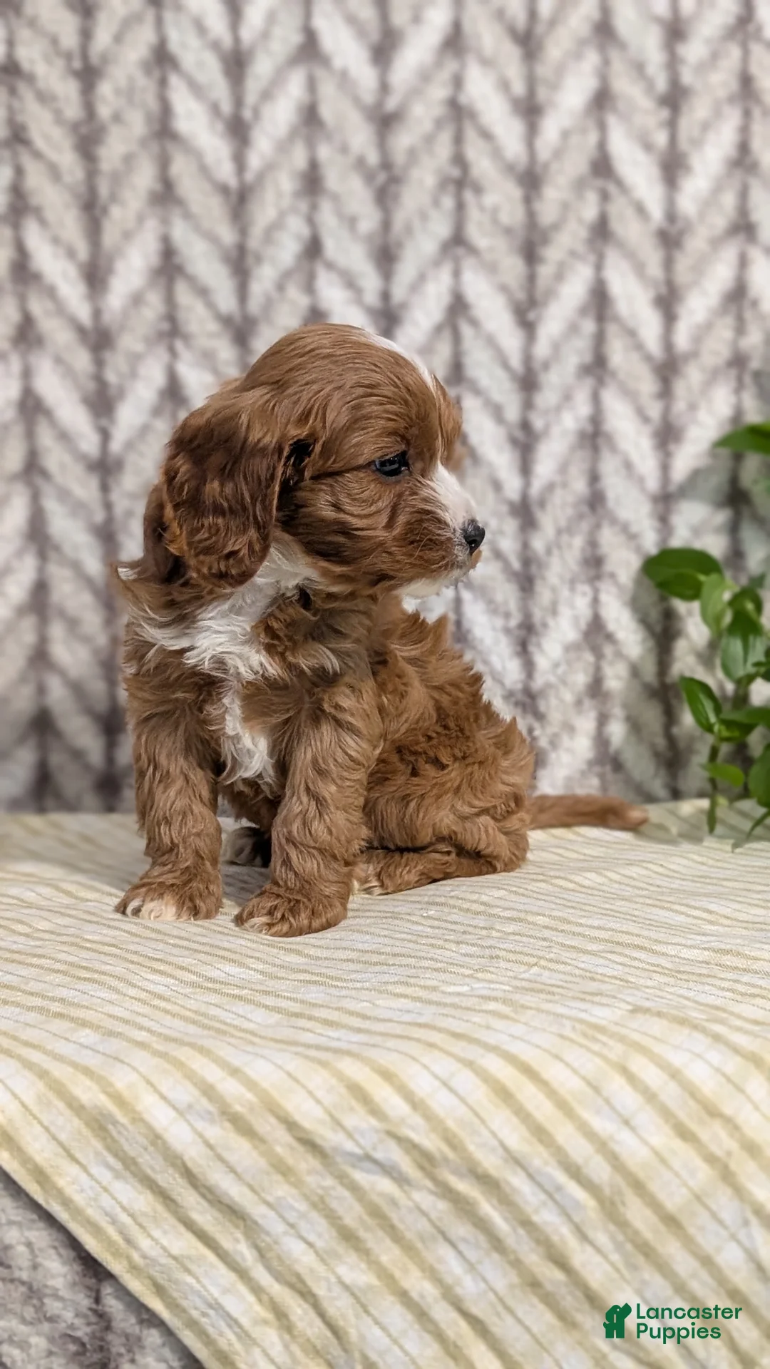 Cavapoo dogs for sale: Arlo - Ad 8