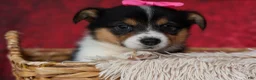 Welsh Corgi Pembroke dogs for sale: Annabelle🎀 - Ad 12