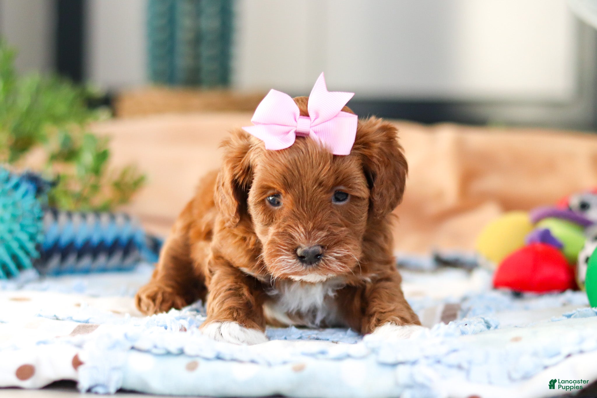 Cavapoo dogs Amber - Ad 2
