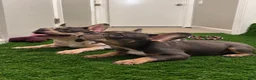 French Bulldog dogs for sale: French Bulldog 1 - Ad 5