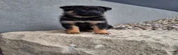 German Shepherd dogs for sale: Almanzo - Ad 5