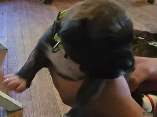 Boxer dogs for sale: Boxer Puppy 2 - Ad 3