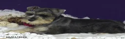 Miniature Schnauzer dogs for sale: Twila - Ad 4