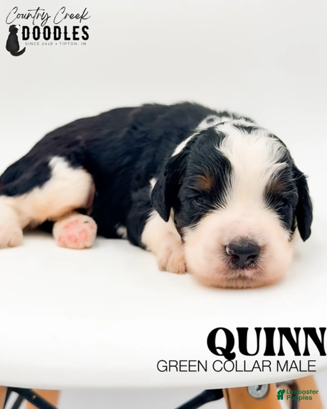 Bernedoodle dogs for sale: Quinn - Ad 1