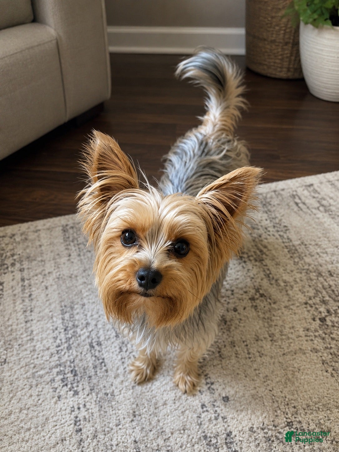 Yorkshire Terrier dogs Black and tan  - Ad 2