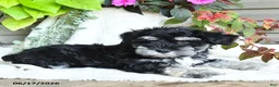 Miniature Schnauzer dogs for sale: Grady - Ad 4