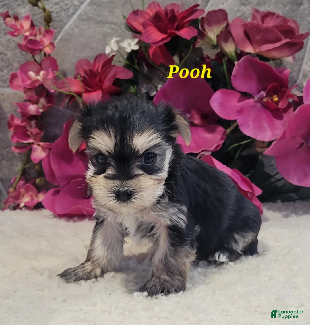 Morkie dogs for sale: Pooh - Ad 3