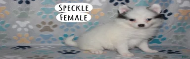 Speckle