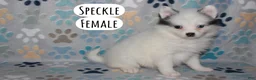 Pomsky dogs for sale: Speckle - Ad 1