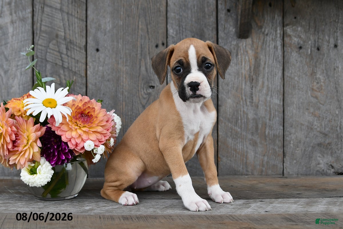 Boxer dogs Ellie - Ad 1