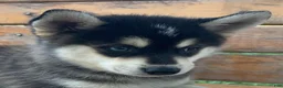 Alaskan Husky dogs for sale: Sully 💙 - Ad 8