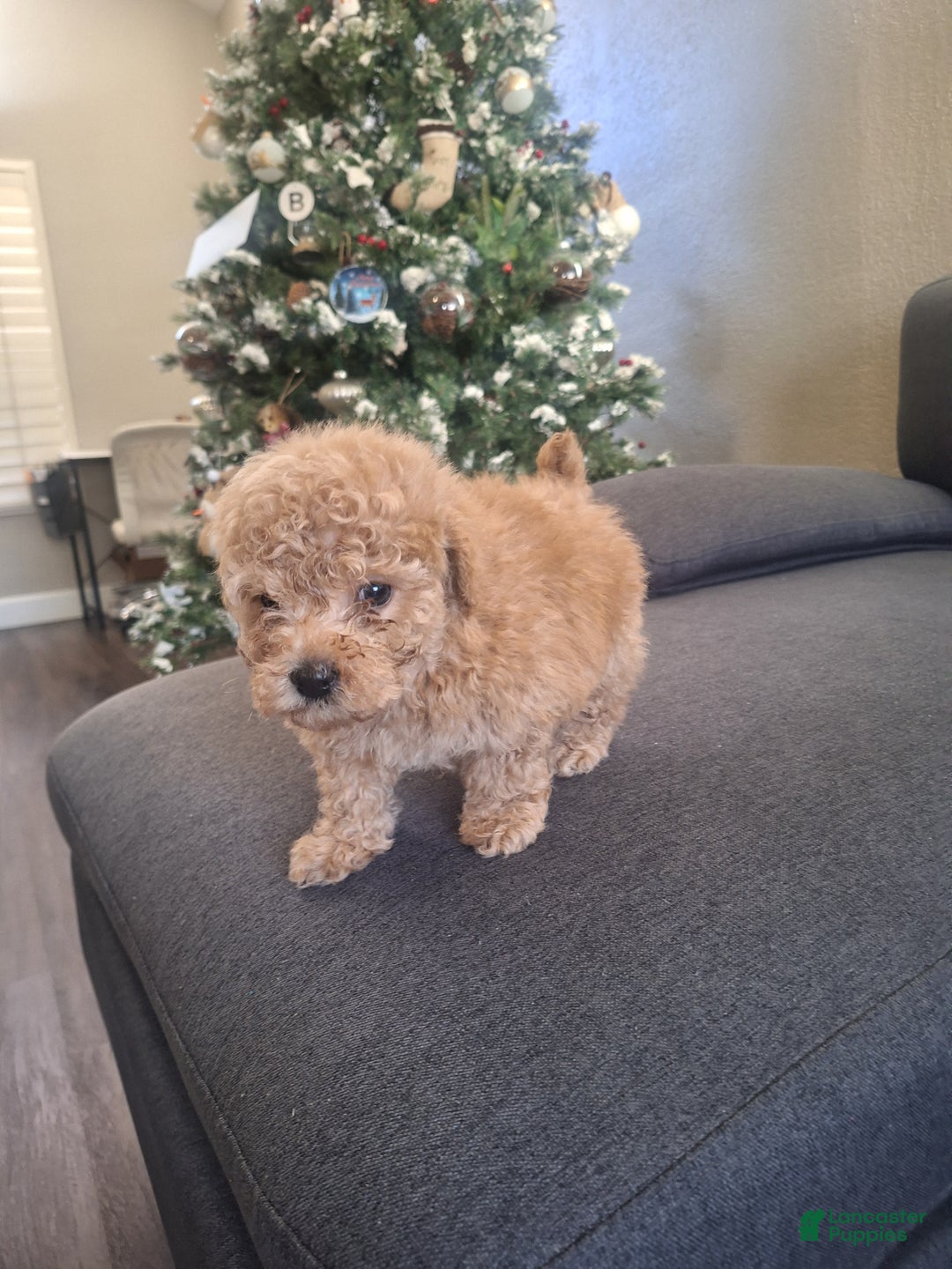 Toy Poodle dogs for sale: Brownie  - Ad 3