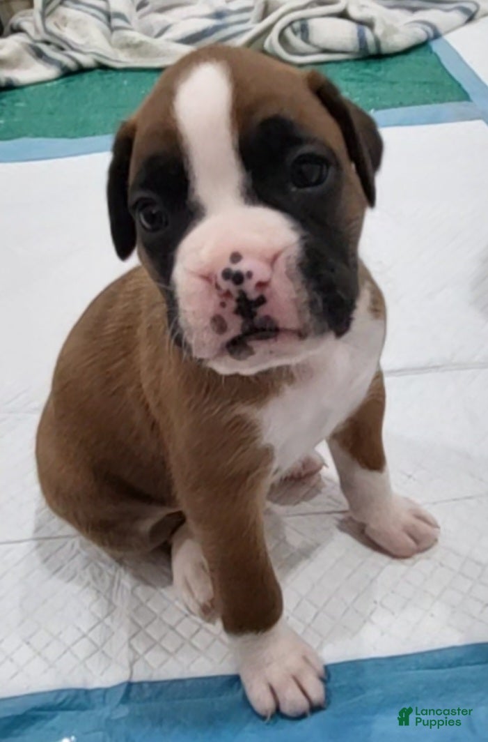 Boxer dogs for sale: ZOEY - Ad 11