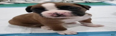 ZOEY
