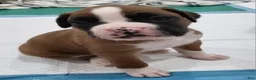 Boxer dogs for sale: ZOEY - Ad 1