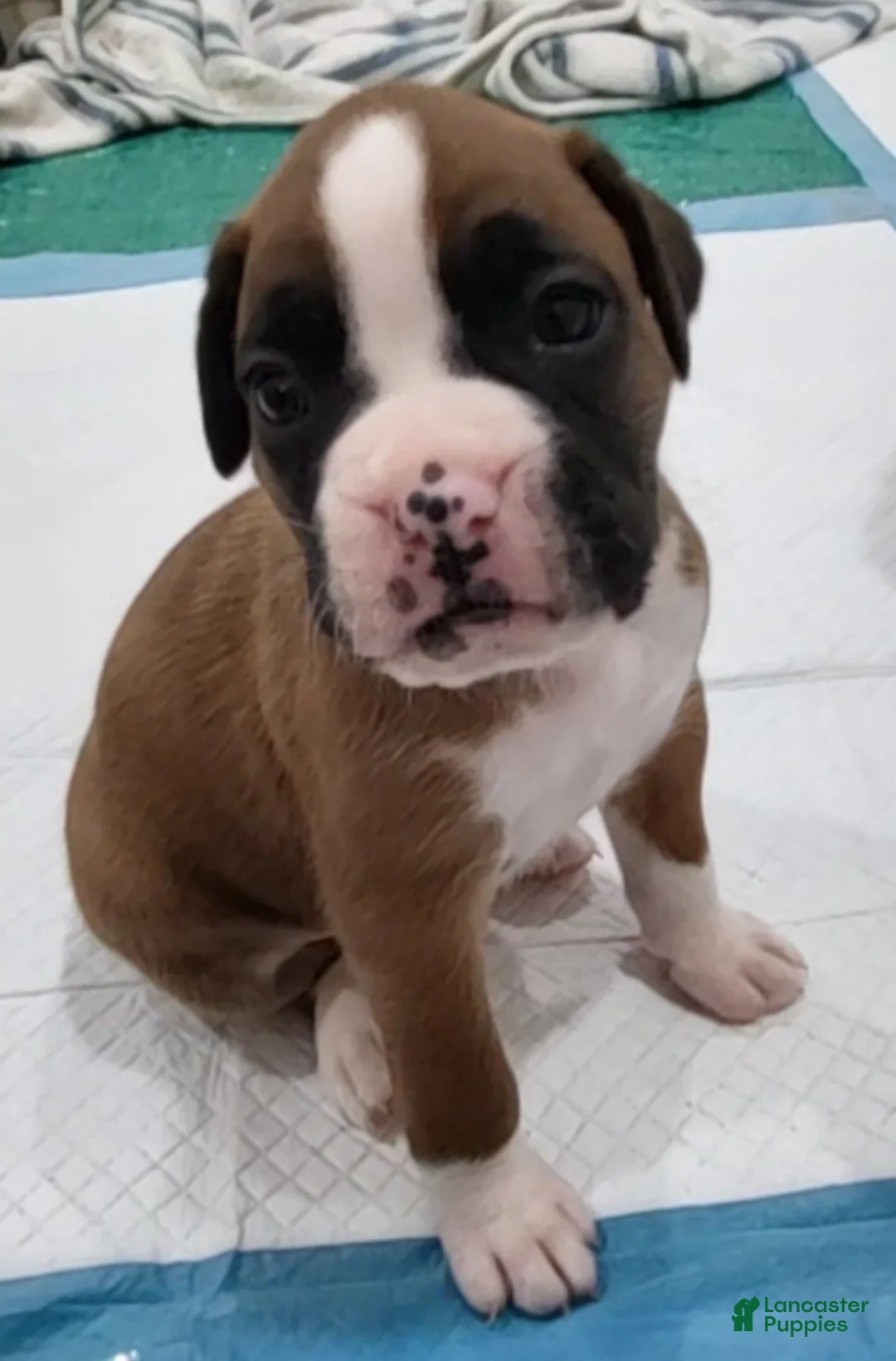 Boxer dogs for sale: ZOEY - Ad 1