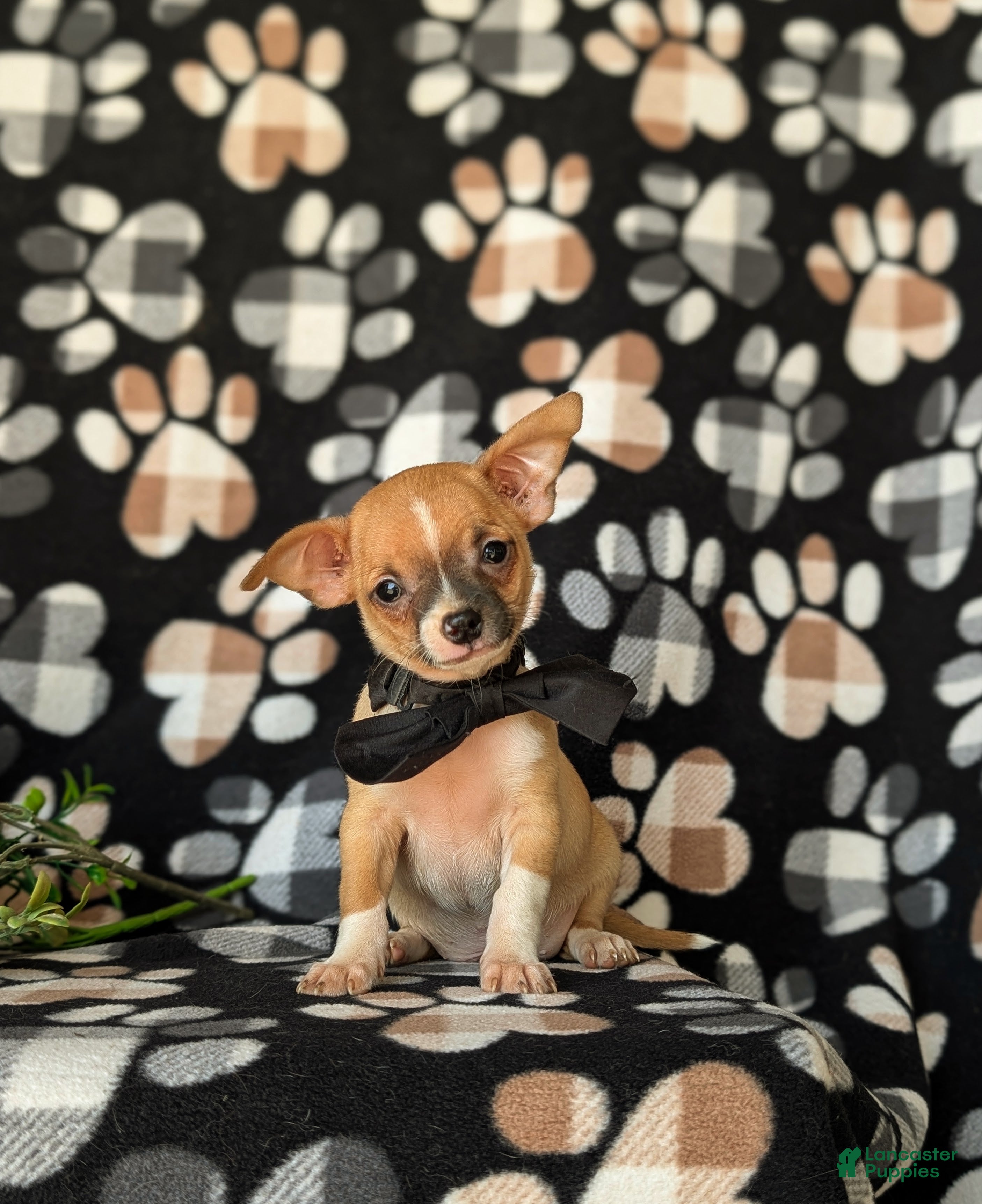 Chihuahua dogs Dantel - Ad 2