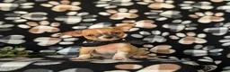 Chihuahua dogs for sale: Dantel - Ad 2