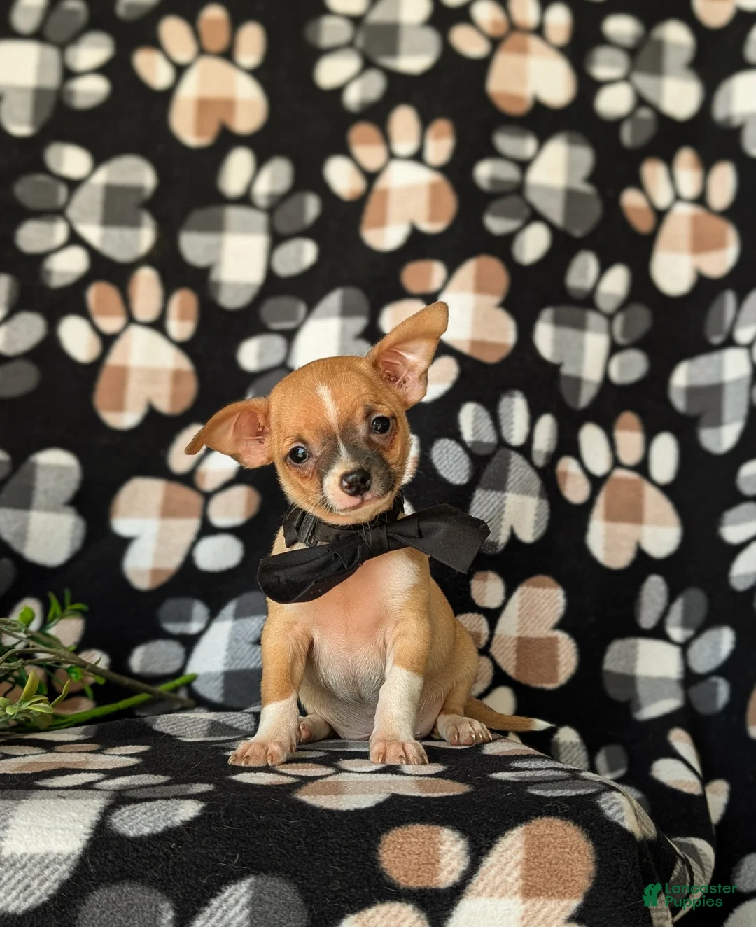 Chihuahua dogs for sale: Dantel - Ad 2