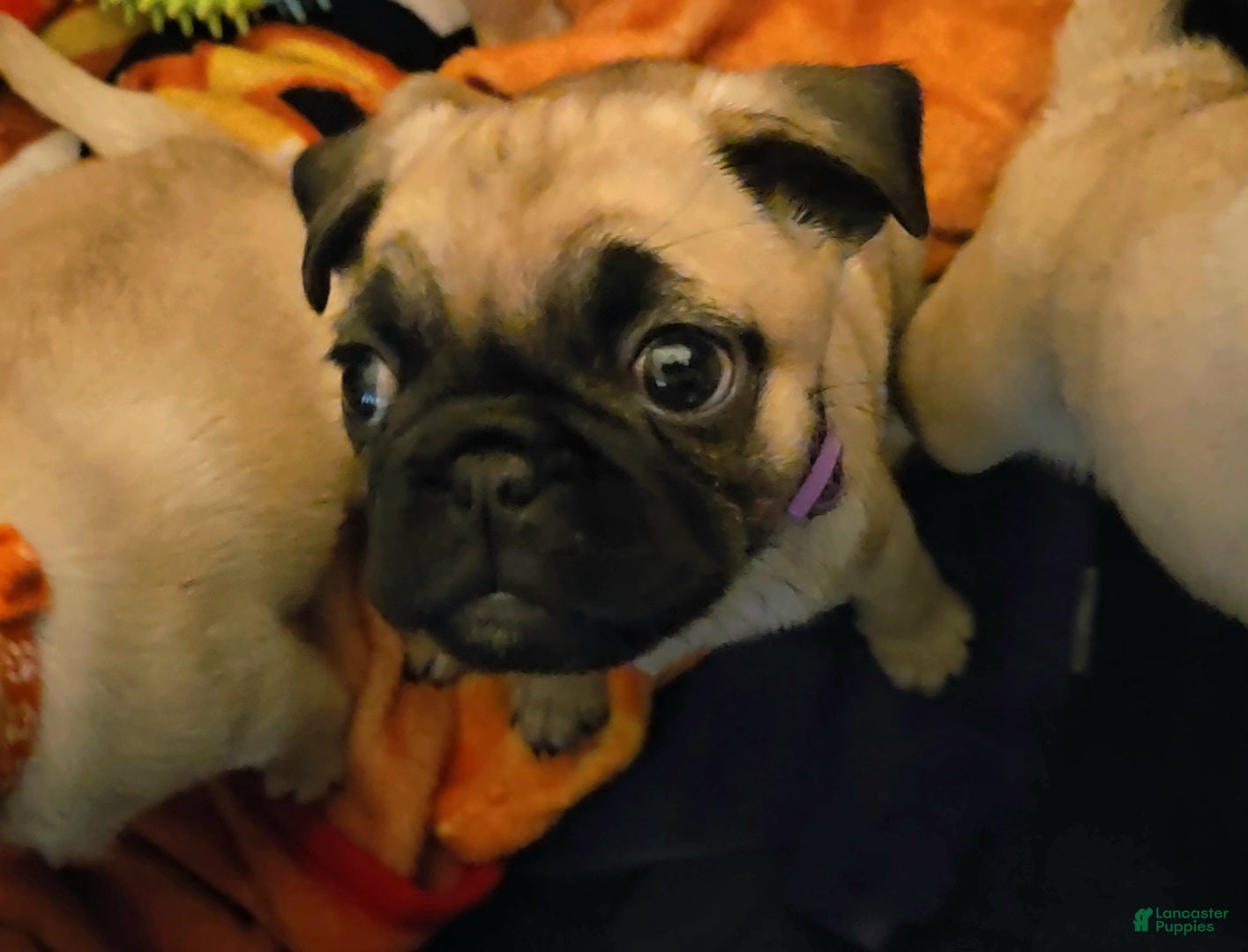 Pug dogs Purple - Ad 11