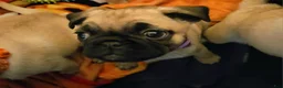 Pug dogs for sale: Purple - Ad 1