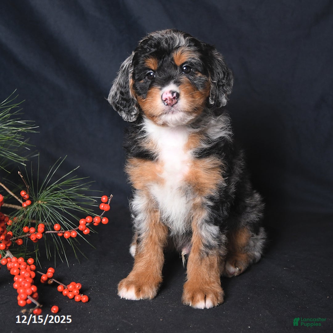 Bernedoodle dogs for sale: Chase - Ad 3