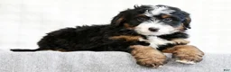 Mini Bernedoodle dogs for sale: Myrtle - Ad 5