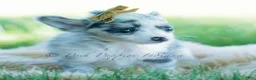 Chihuahua dogs for sale: Bluey - Ad 5