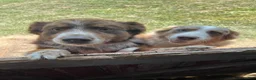 Australian Shepherd dogs for sale: Honey - Ad 12