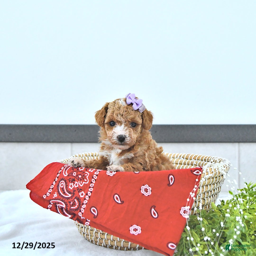 Toy Poodle dogs for sale: Hope - Ad 4