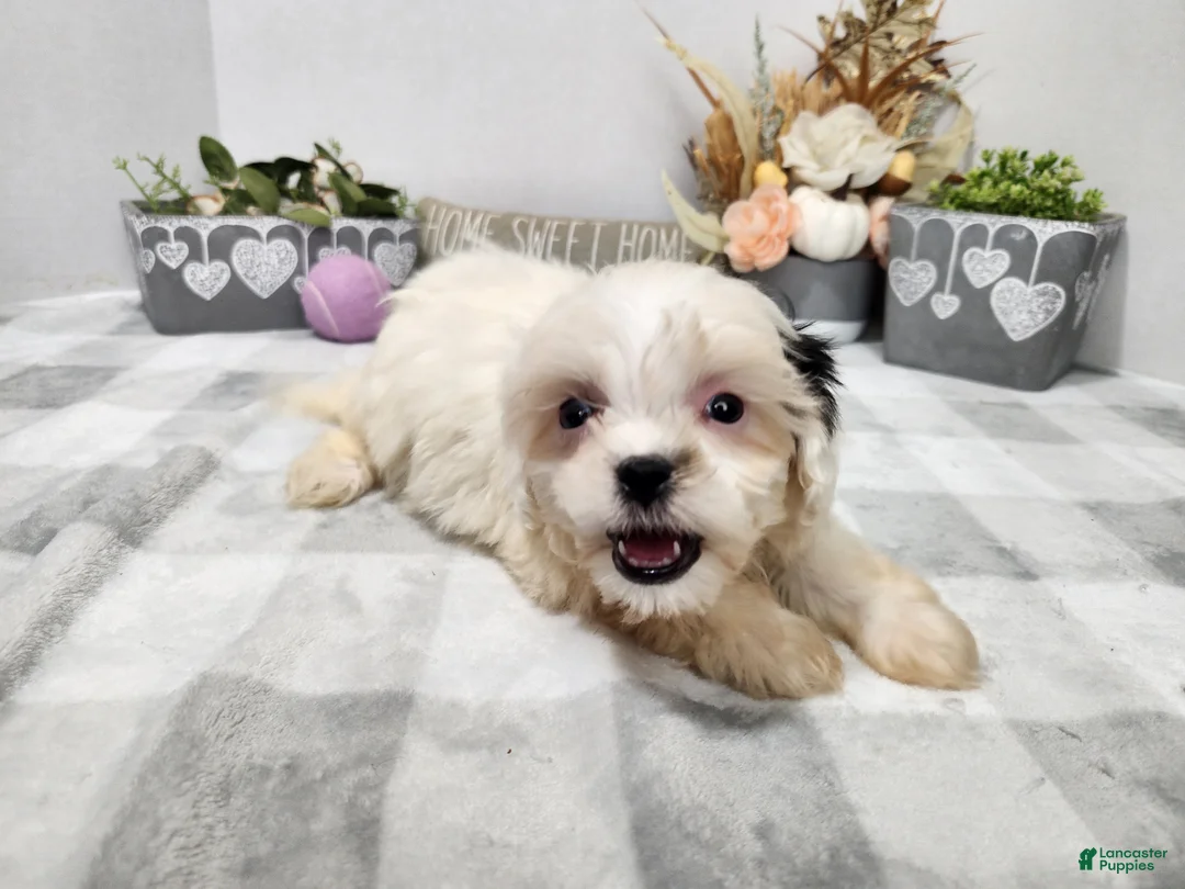 Teddy Bear dogs for sale: Clover - Ad 13