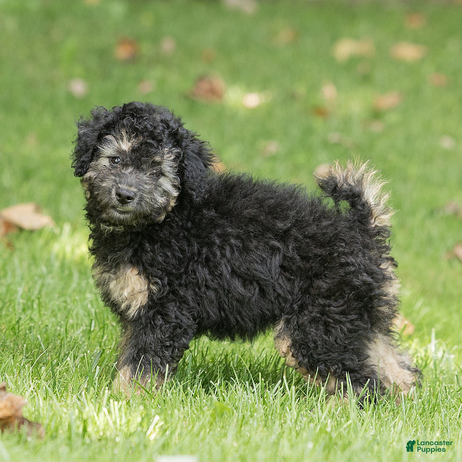Miniature Poodle dogs Misty Miniature Poodle  - Ad 2
