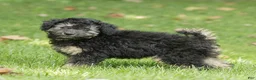 Miniature Poodle dogs for sale: Misty Miniature Poodle  - Ad 2