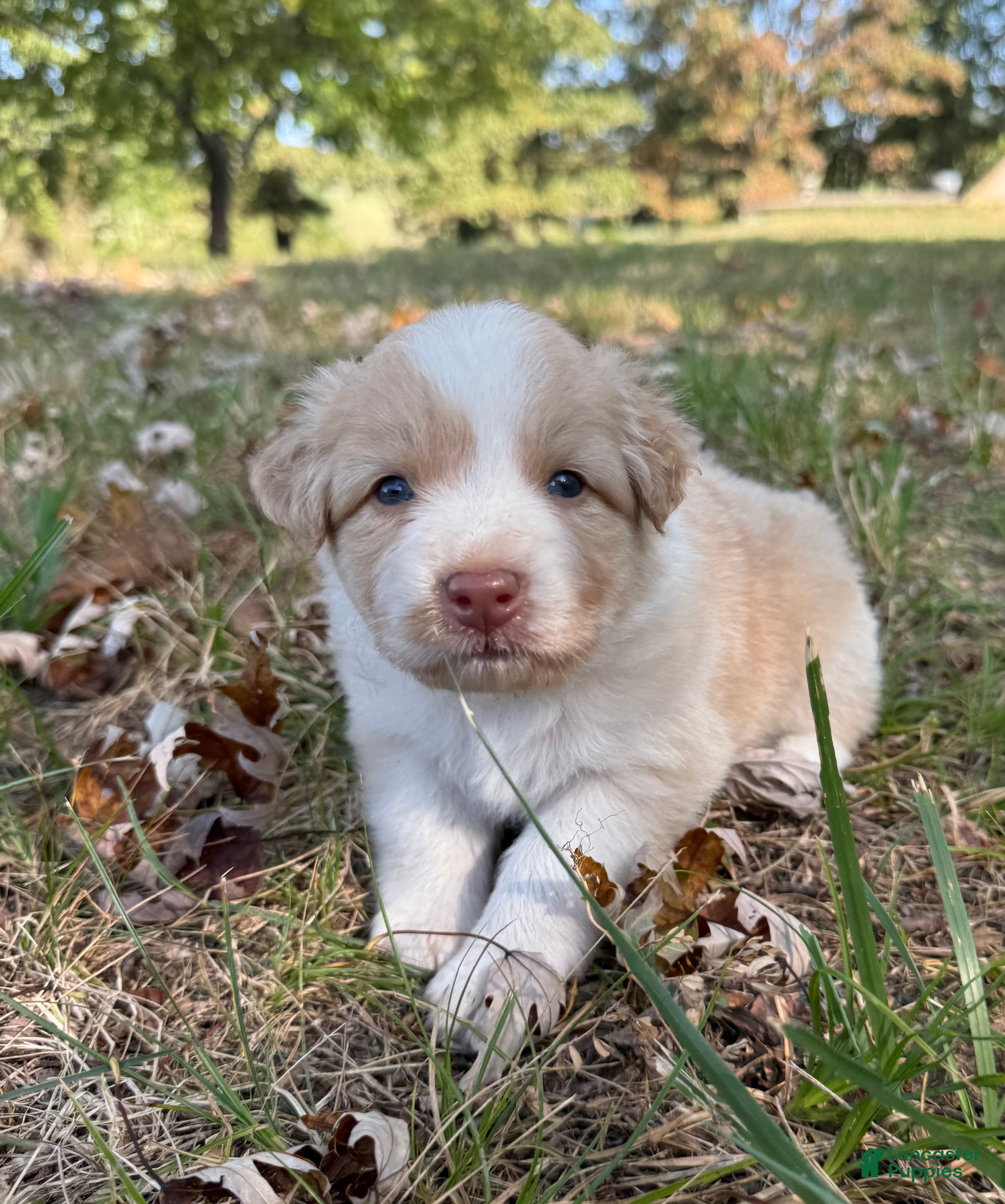Australian Shepherd dogs Lemon - Ad 2