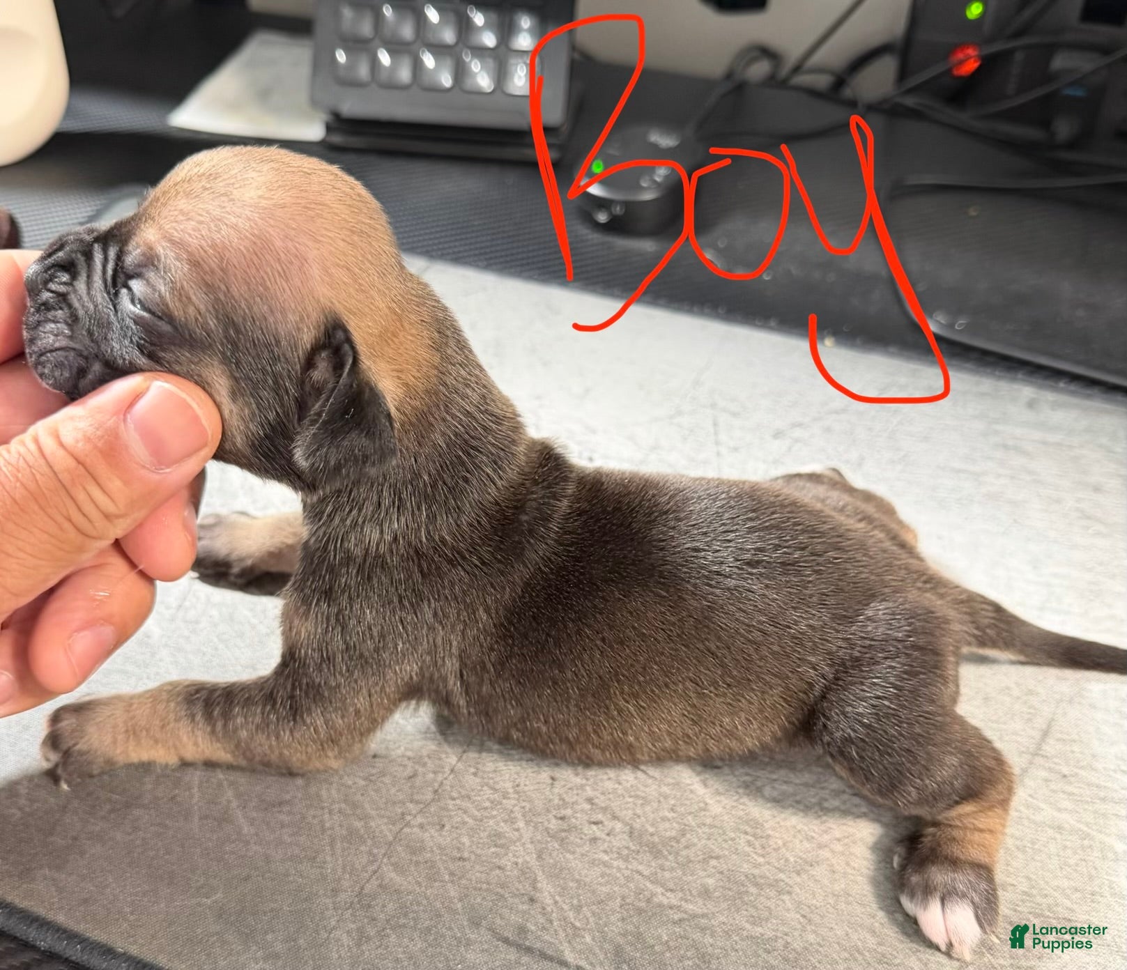 Cane Corso dogs Bentley  - Ad 2