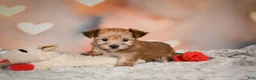 Morkie dogs for sale: Tilly - Ad 8