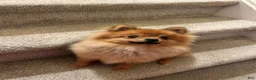 Pomeranian dogs for stud: STUD FOR USE - Ad 8