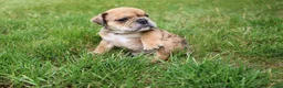 English Bulldog dogs for sale: Dash - Ad 3