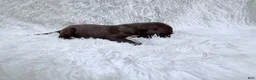 Great Dane dogs for sale: Mocha - Ad 3
