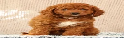 Cavapoo dogs for sale: Gloria - Ad 2